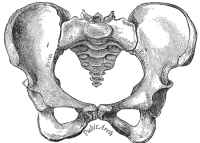 pelvic bone structure