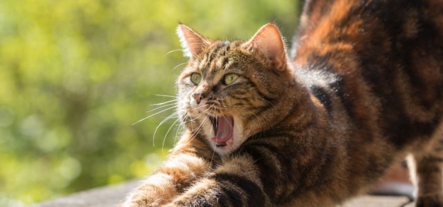 cat stretching back