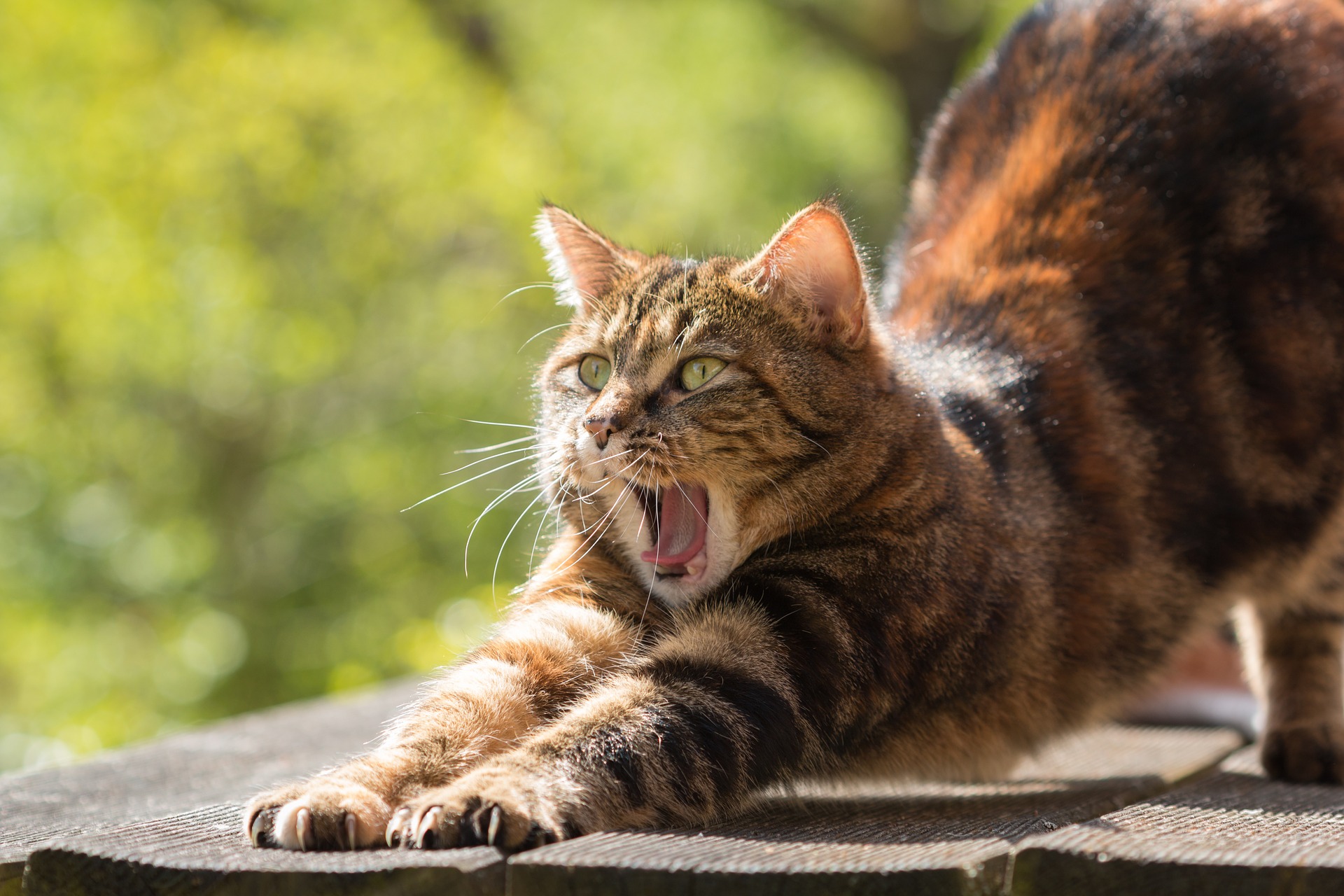 cat stretching back