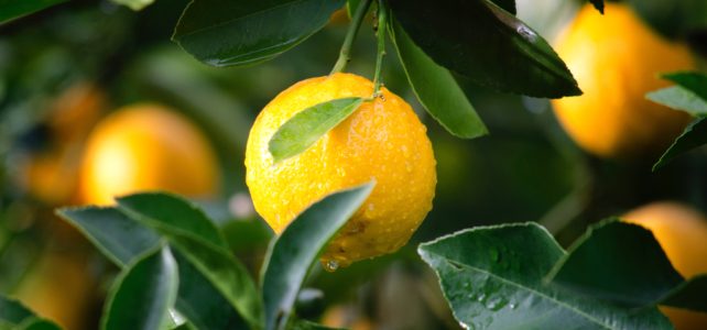 close up of a lemon tree