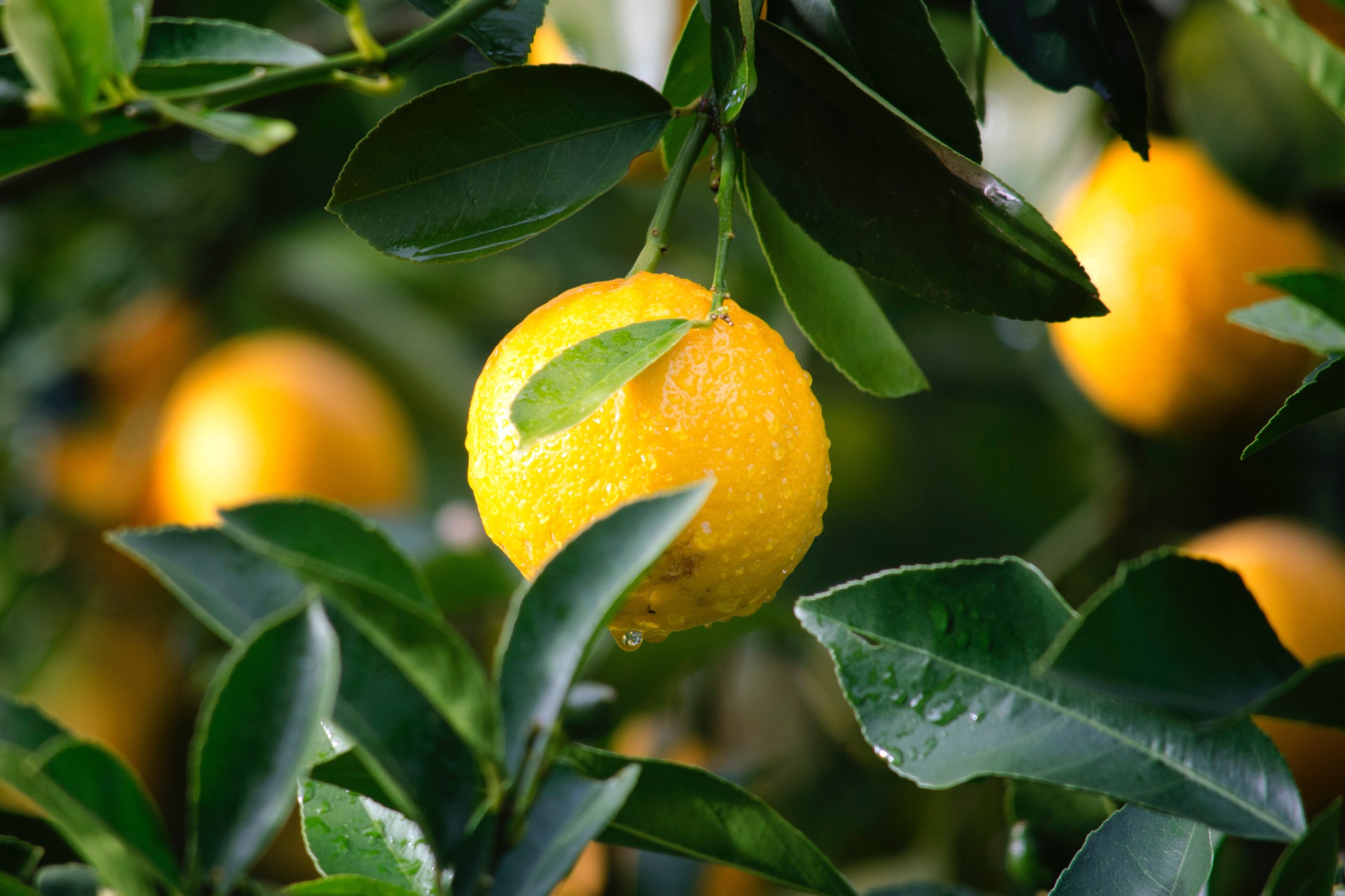close up of a lemon tree