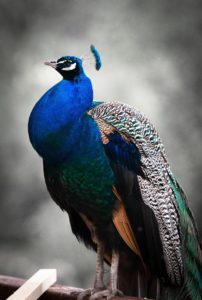 pigeon with puffed up chest