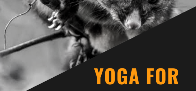 post of yoga for marsupials