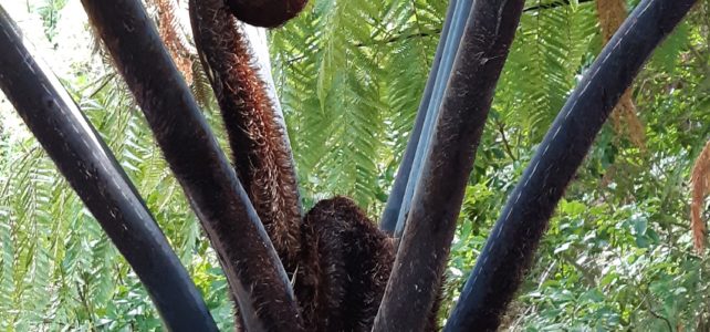 giant fern frond wrapped up