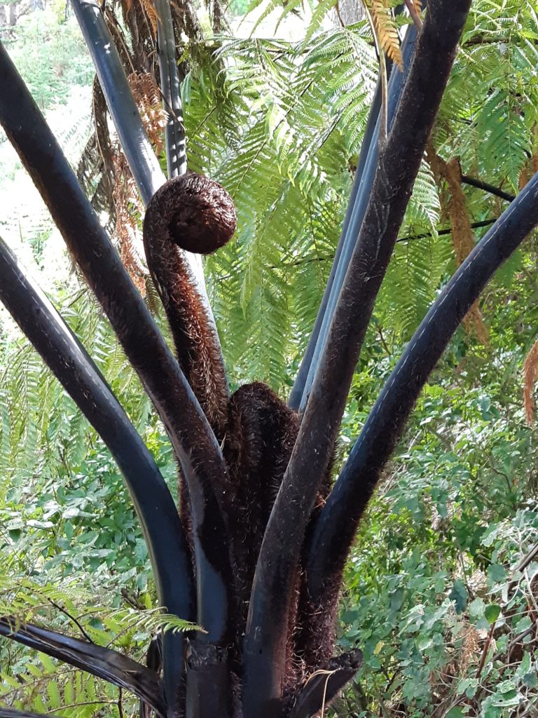 giant fern frond wrapped up