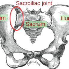 What is the sacroiliac joint and why should you care?