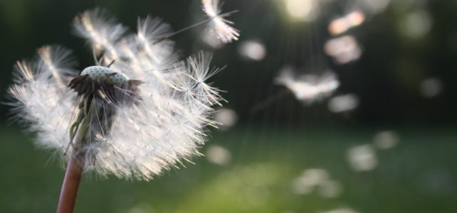 seeds of a dandelion blowing away