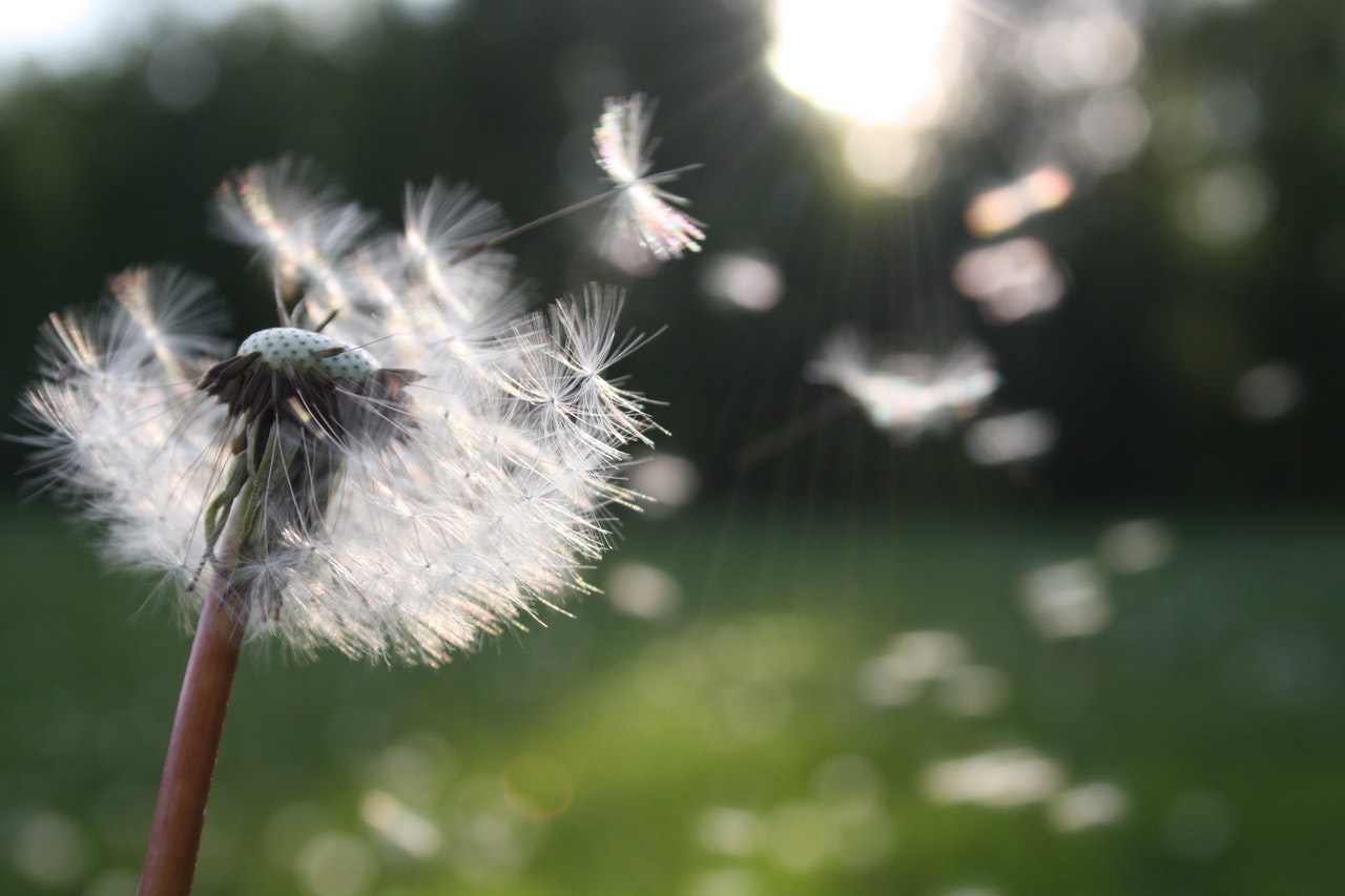 seeds of a dandelion blowing away