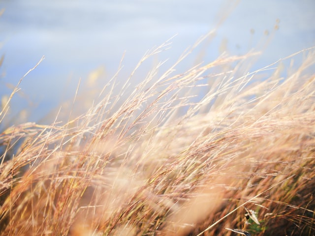 grass blowing in the wind