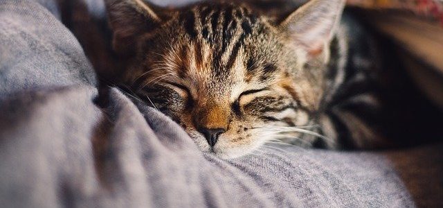 cat sleeping on a blanket