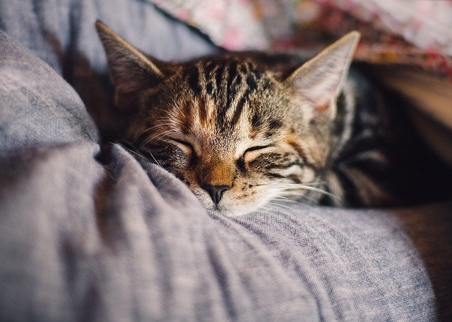 cat sleeping on a blanket