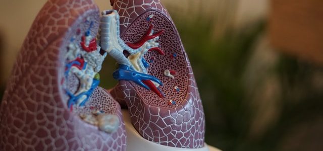 Photo of a plastic medical model of lungs
