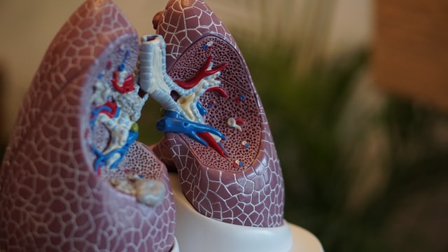 Photo of a plastic medical model of lungs